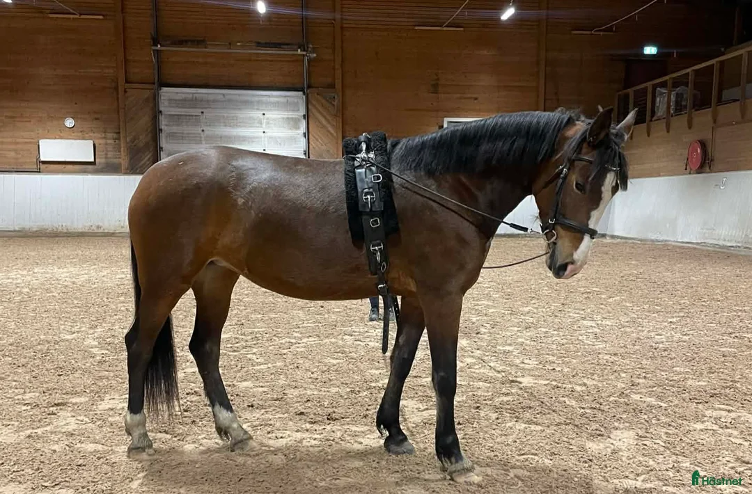 Hoppning hästar till salu: Sockersöt ponny i Umeå - Annons 2