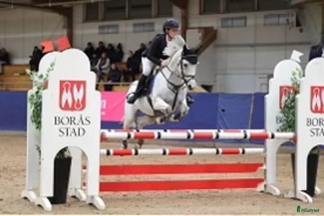 Hoppning hästar till salu: Fullstammad svensk ridponny, sto född 2009, - Annons 2