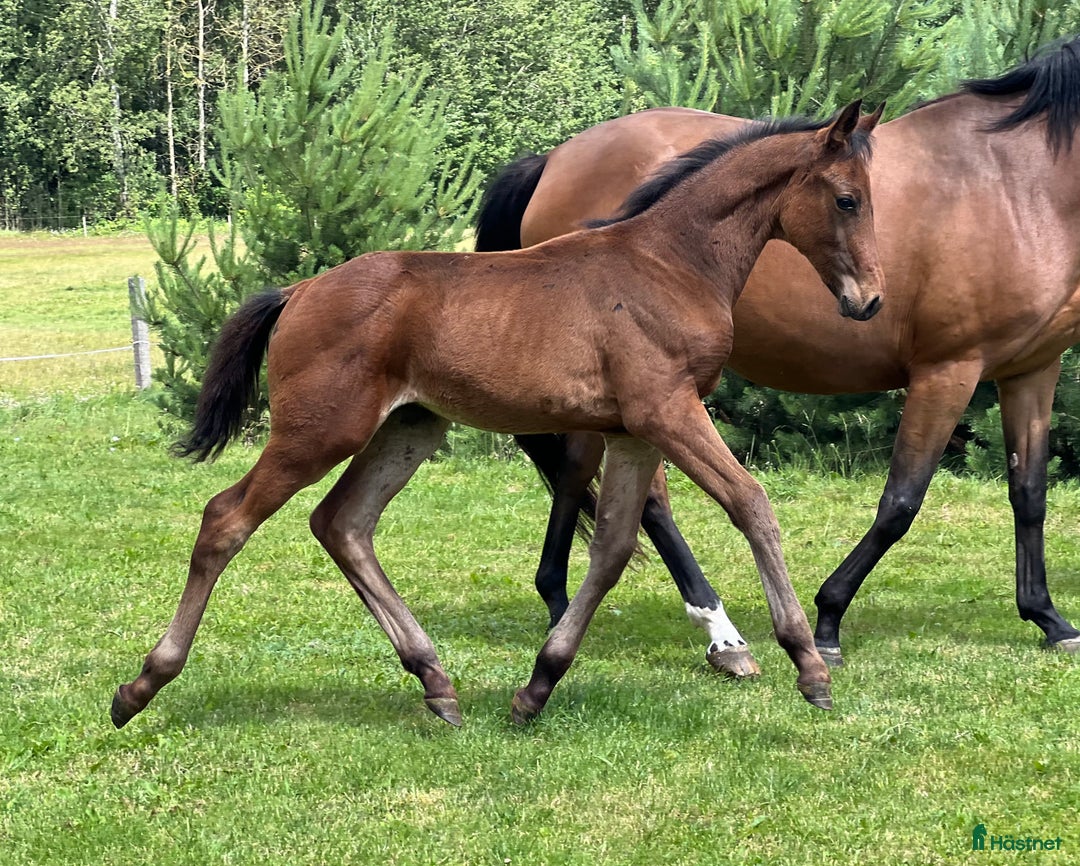 Hoppning hästar till salu: Future top horse with good pedigree i Ekerö - Annons 5