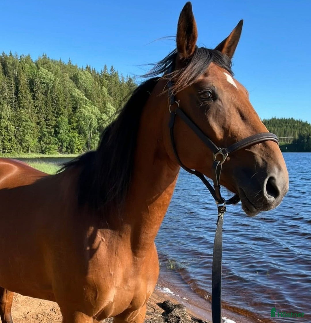 Sällskap hästar till salu: Underbart sto till ridning i Hyssna - Bild 1