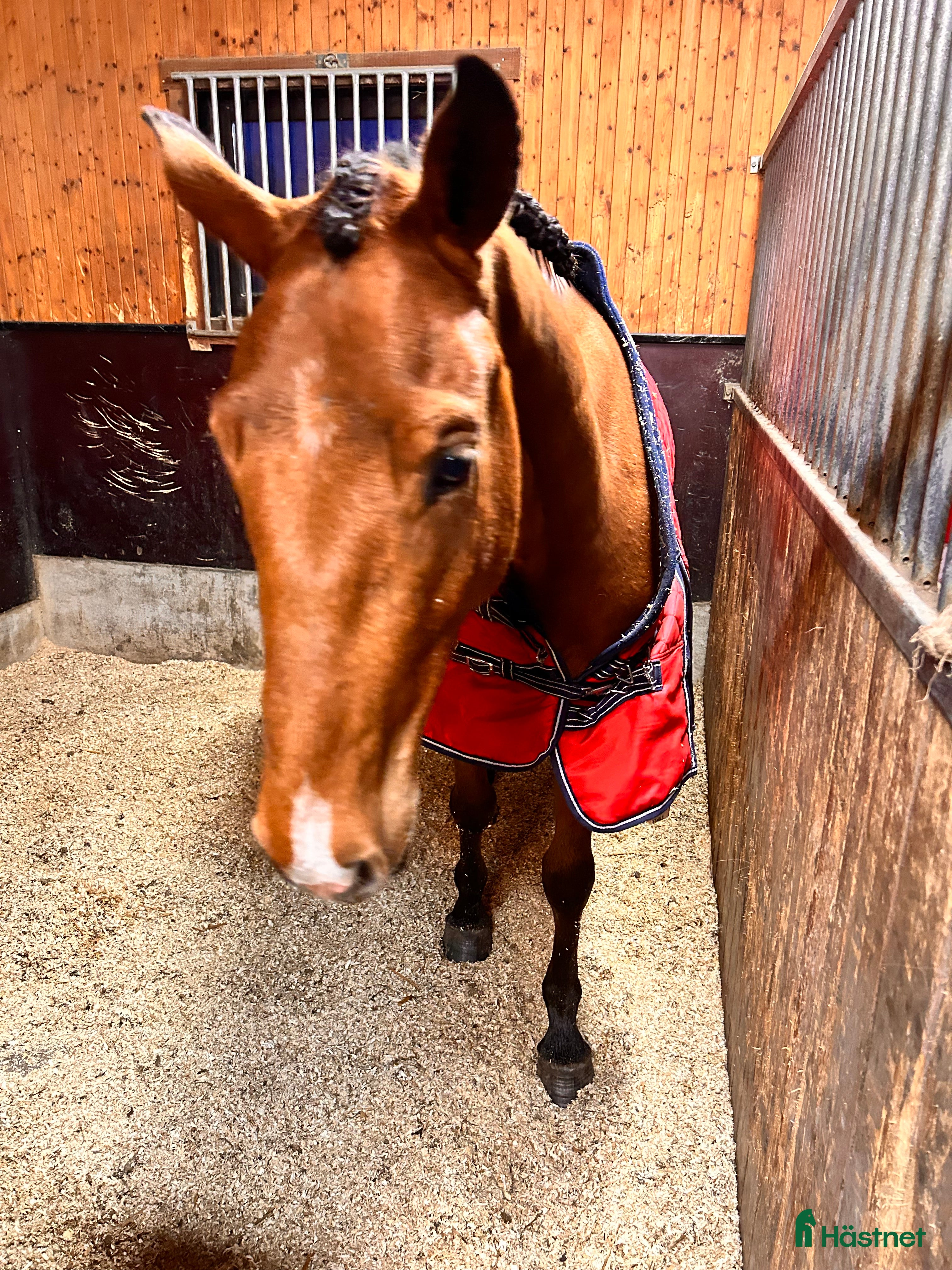  hästar En Joker i Tenhult - Annons 5