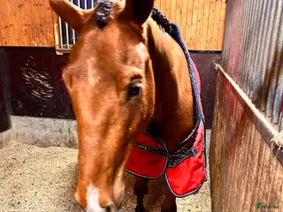 hästar En Joker i Tenhult - Annons 5