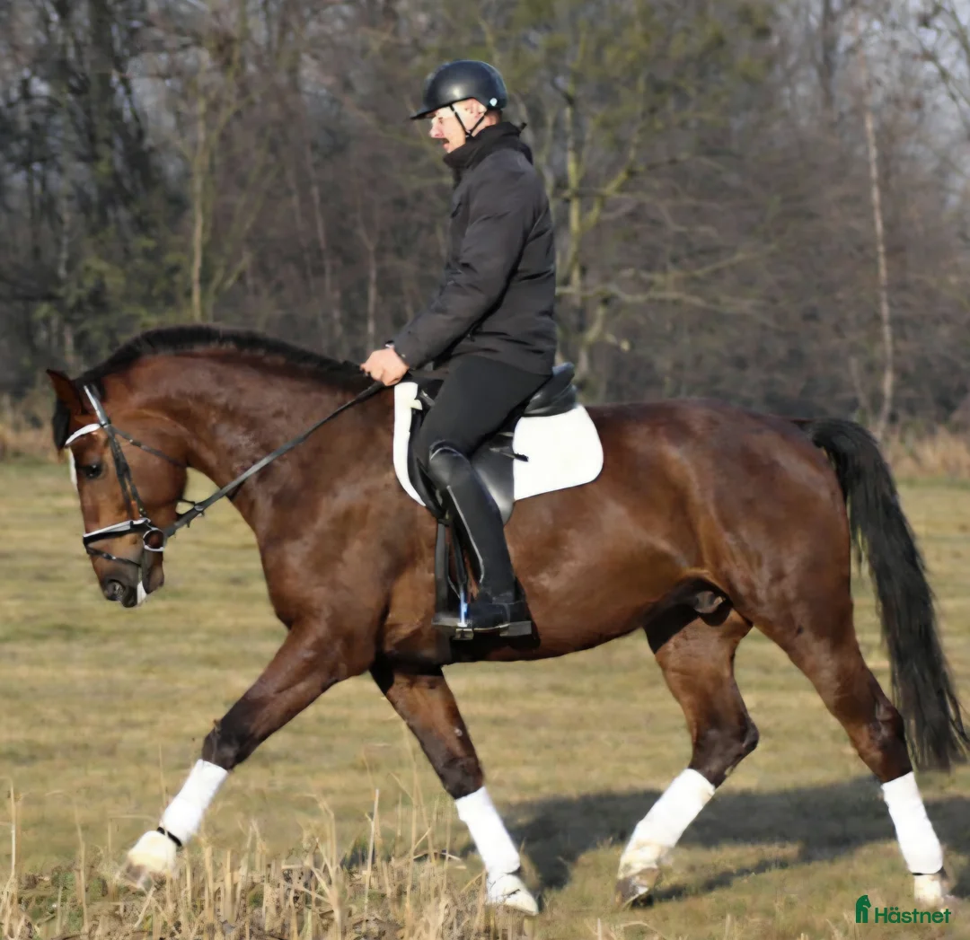 Allround hästar till salu: Positive dressage and driving Allrounder - Annons 3