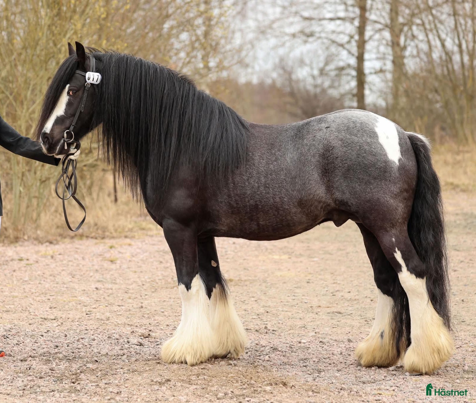 Allround hästar till salu: Vacker Irish Cob valack med mycket personlighet - Annons 2