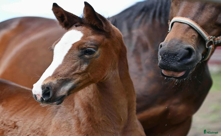  hästar ”Mia” –Modern sporthäst, internationell kapacitet i Ljungsarp - Annons 16
