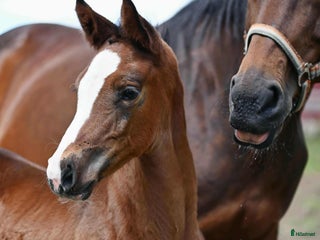 hästar ”Mia” –Modern sporthäst, internationell kapacitet i Ljungsarp - Annons 6