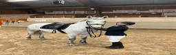 Hoppning hästar till salu: Snygg connemara  - Annons 4