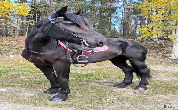  hästar i Öjebyn - Annons 3