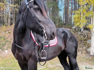 hästar i Öjebyn - Annons 2