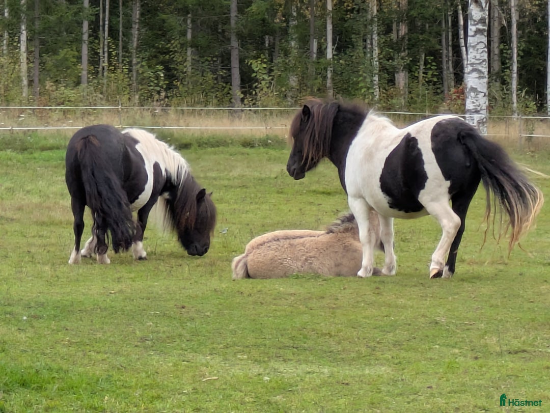 Allround hästar till salu: Blivande superallround tjej i Edsbyn - Annons 3