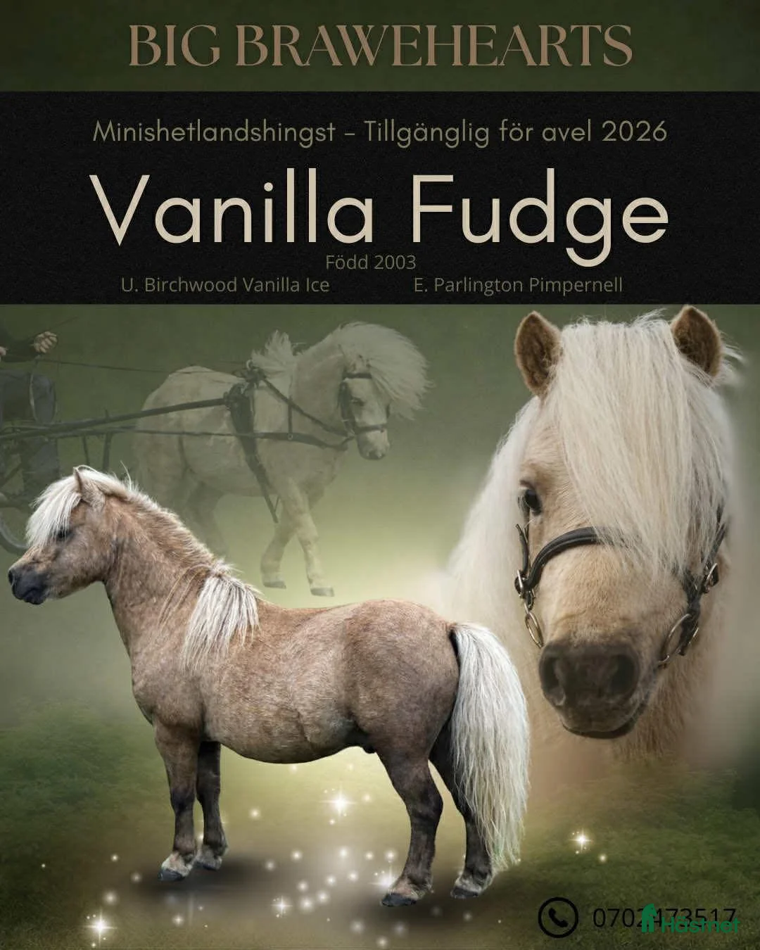  foderhäst finnes: Sommarponny? - Annons 2