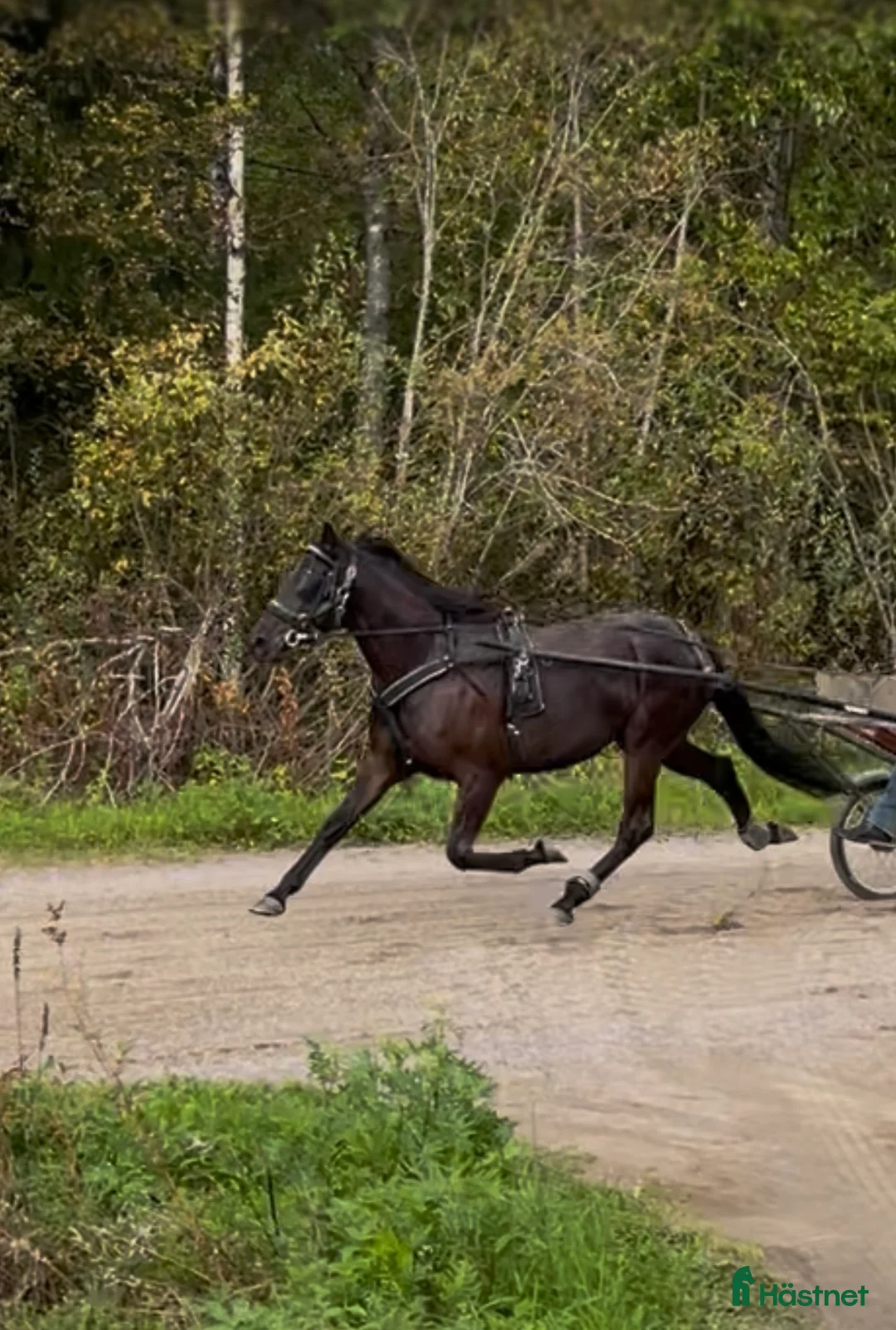 Trav hästar till salu: 3-åring letar nytt hem  - Annons 2