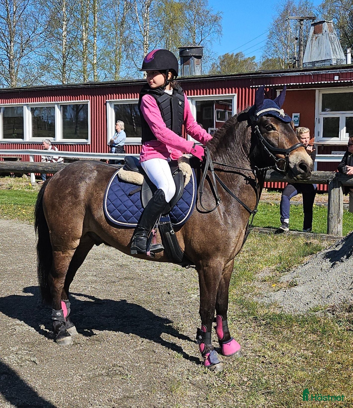  hästar Snäll B-ponny - Annons 18