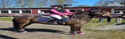 Allround hästar till salu: Snäll B-ponny - Annons 1