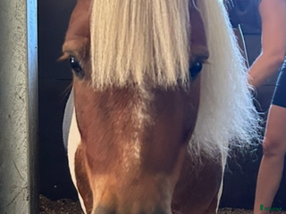 hästar Bästa lekfarbrorn i Svenljunga - Annons 2