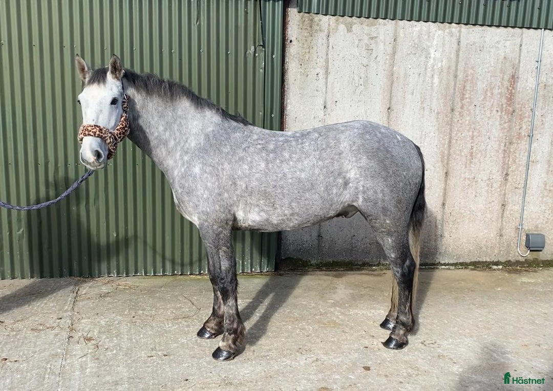 Allround hästar till salu: Allrounder ponies i Ljungby - Annons 8