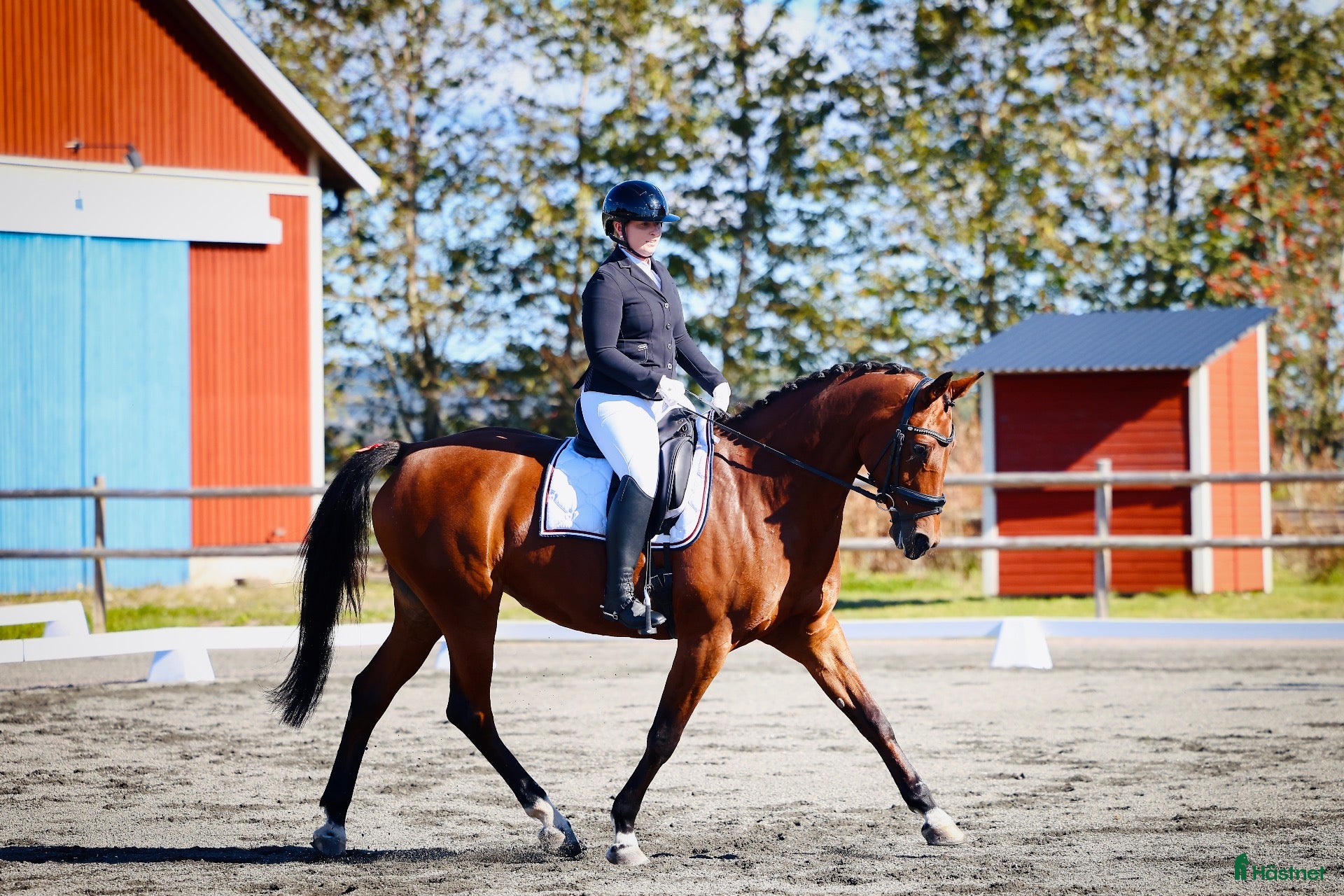  hästar till salu: Fint dressyrsto  - Annons 17
