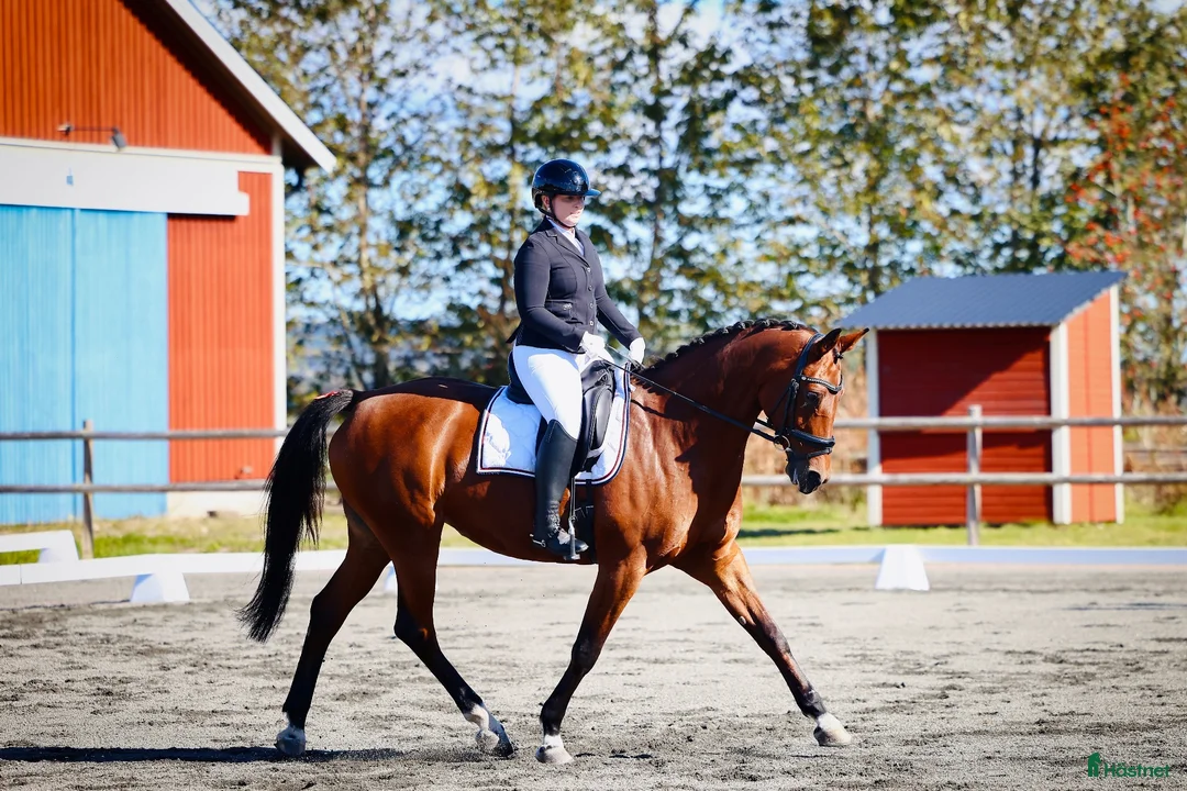 Dressyr hästar till salu: Fint dressyrsto  i Hjo - Annons 1
