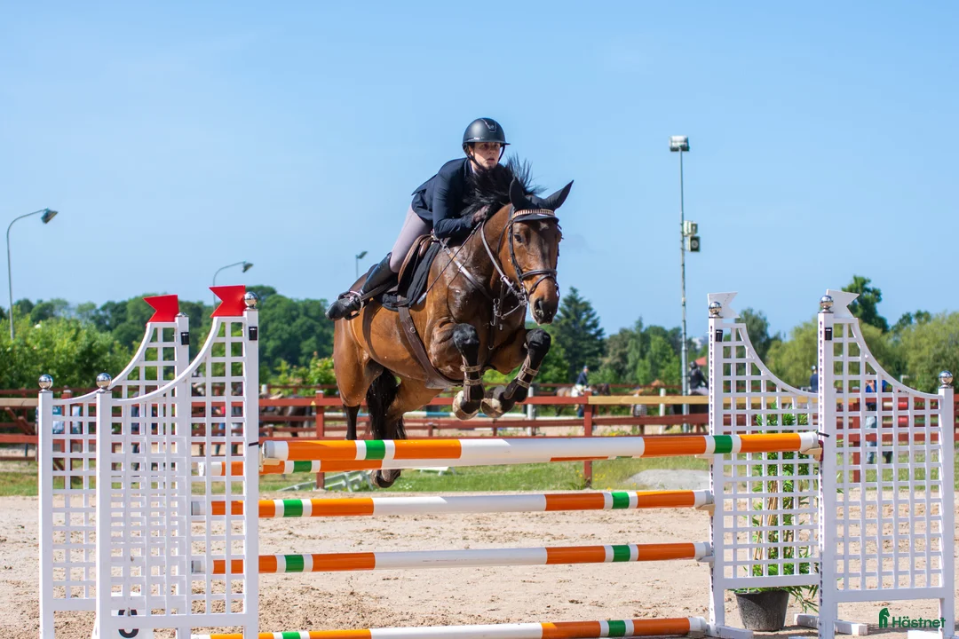 Allround hästar till salu: Rart sto  - Annons 1