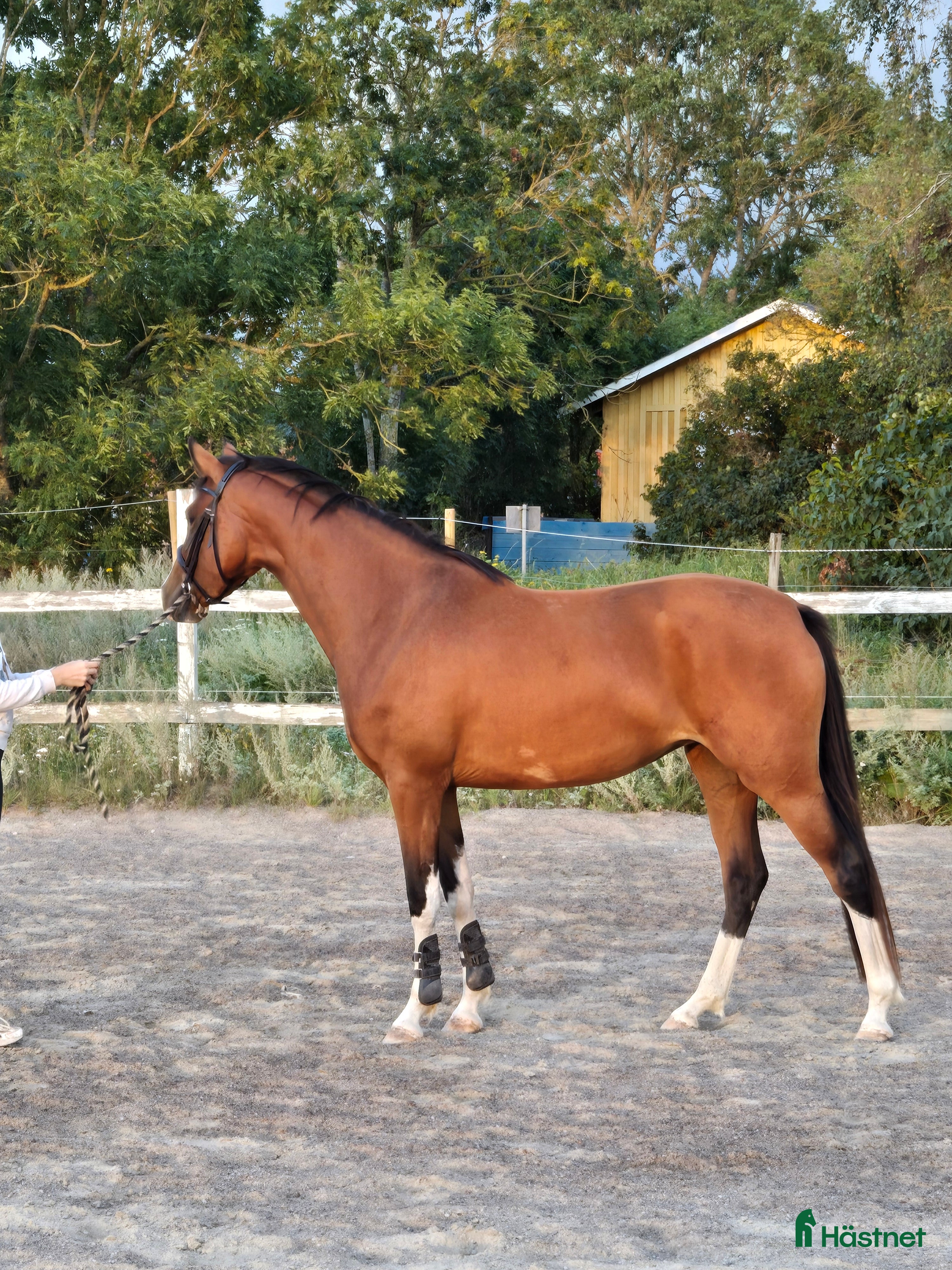  hästar Trevlig d-ponny - Annons 3