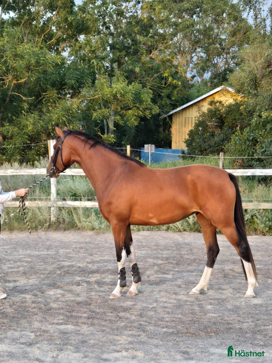 Allround hästar till salu: Trevlig d-ponny - Annons 1