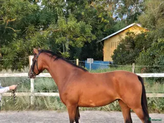 hästar Trevlig d-ponny - Annons 3