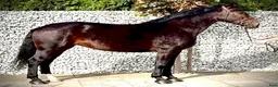 Allround hästar till salu: Amika–5yo.Silesian Warmblood Mare|169cm|Allrounder - Annons 8