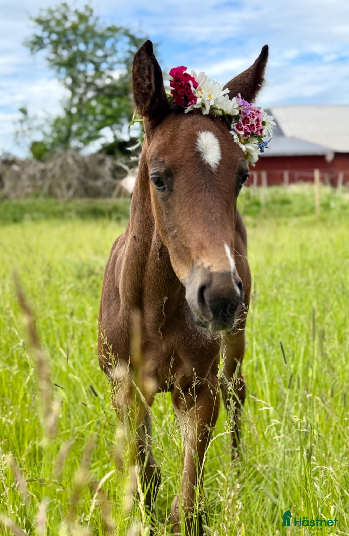  hästar Fälttävlan eller hoppning 🐎 - Annons 1