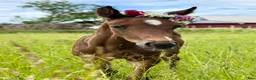 Fälttävlan hästar till salu: 2 föl för Fälttävlan eller hoppning 🐎 - Annons 2