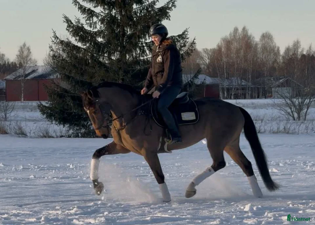 Allround hästar till salu: Fin allroundhäst  i Sala - Annons 4