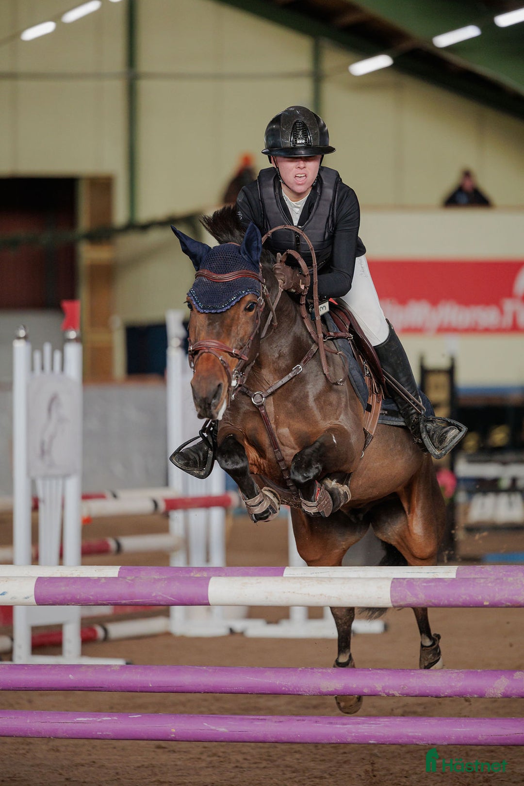 Hoppning hästar till salu: Kvalitetssto  i Fjärås - Annons 2