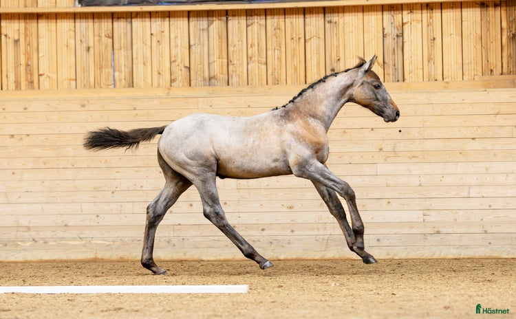  hästar i Eskilstuna - Annons 12