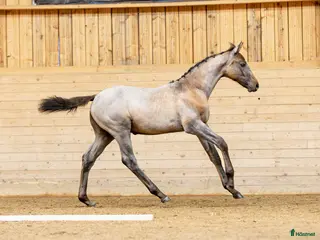 hästar Hingstföl e: Untouchable från starkt möderne - Annons 5