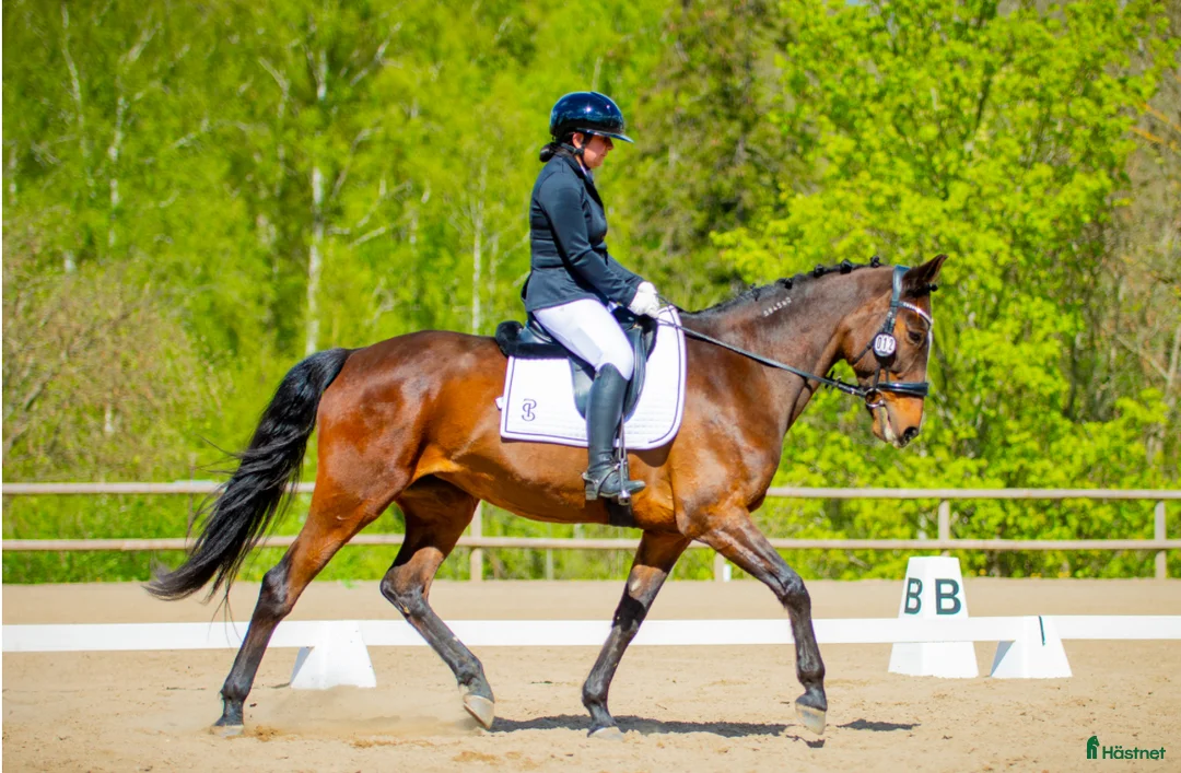 Allround hästar till salu: Fantastisk läromästare  i Skövde - Annons 1