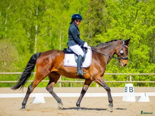 hästar Fantastisk läromästare - Annons 8