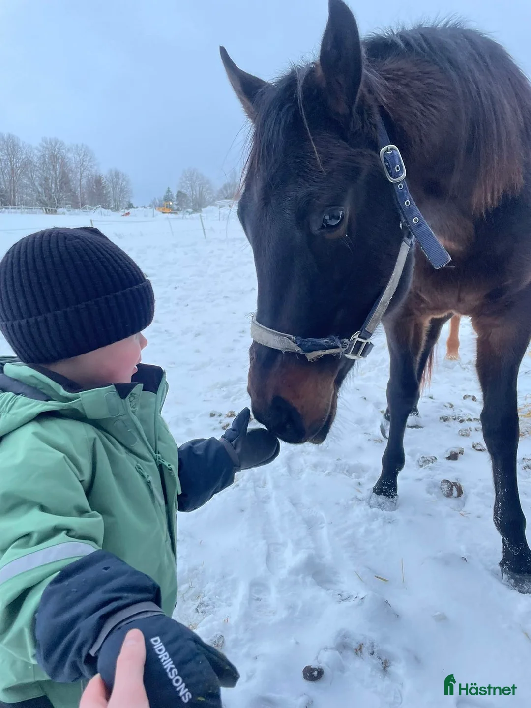 Allround hästar till salu: Quarterkorsning som blir vad du gör han till i Matfors - Annons 4