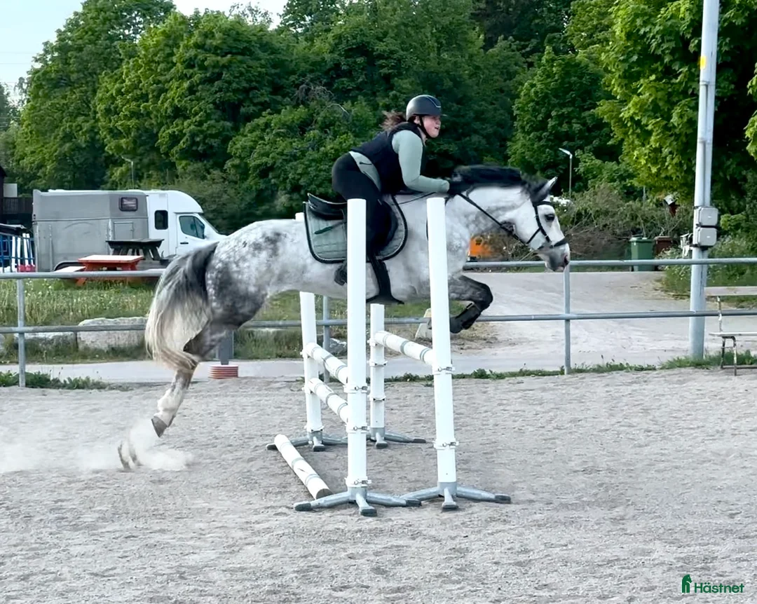 Allround hästar till salu: D ponny med potential i flera grenar  - Annons 4