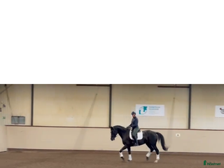 hästar Dressyr sto i Rosersberg - Annons 4