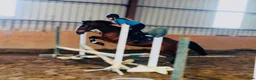 Hoppning hästar till salu: Jumping ponies  - Annons 15