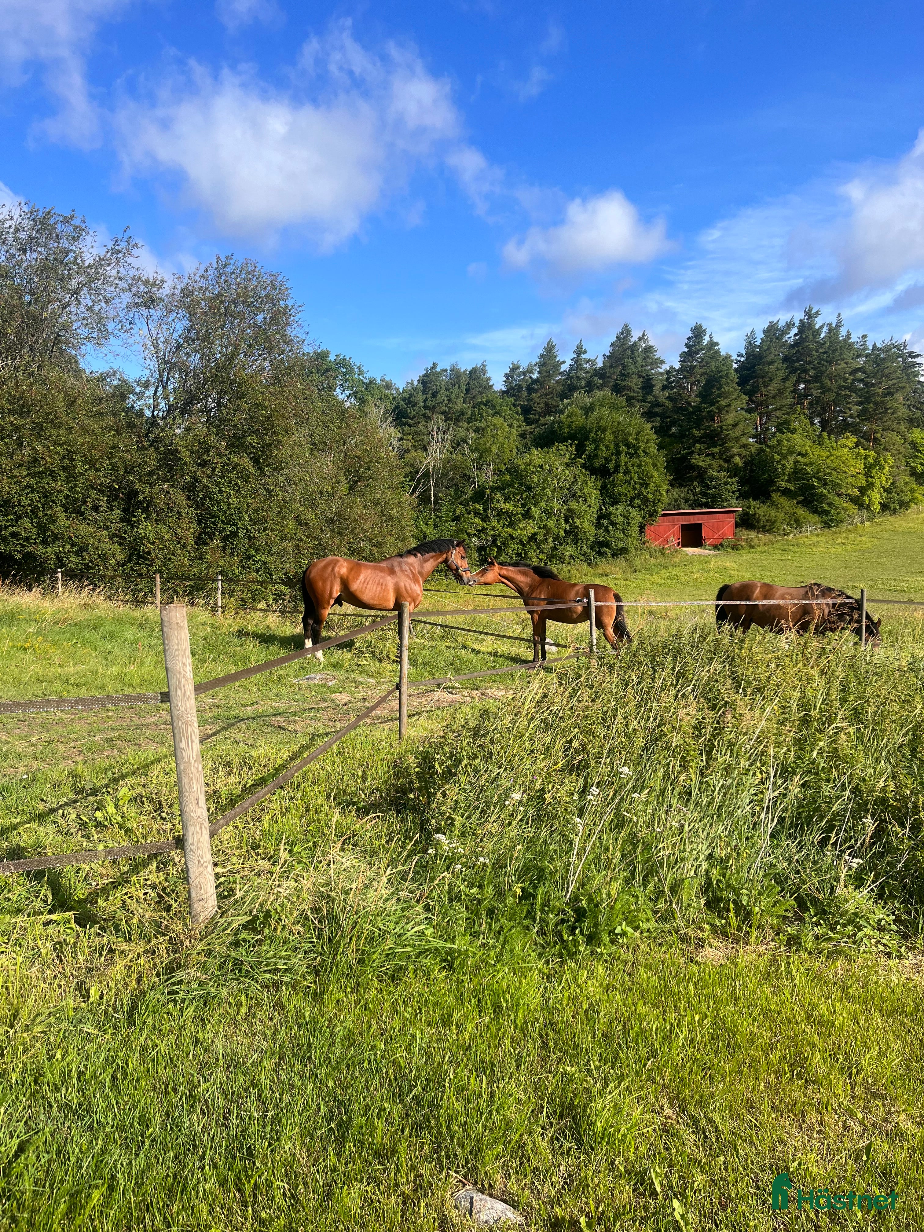  stallplats Sommarbete - Annons 2