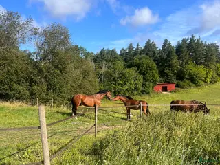 stallplats Sommarbete - Annons 2