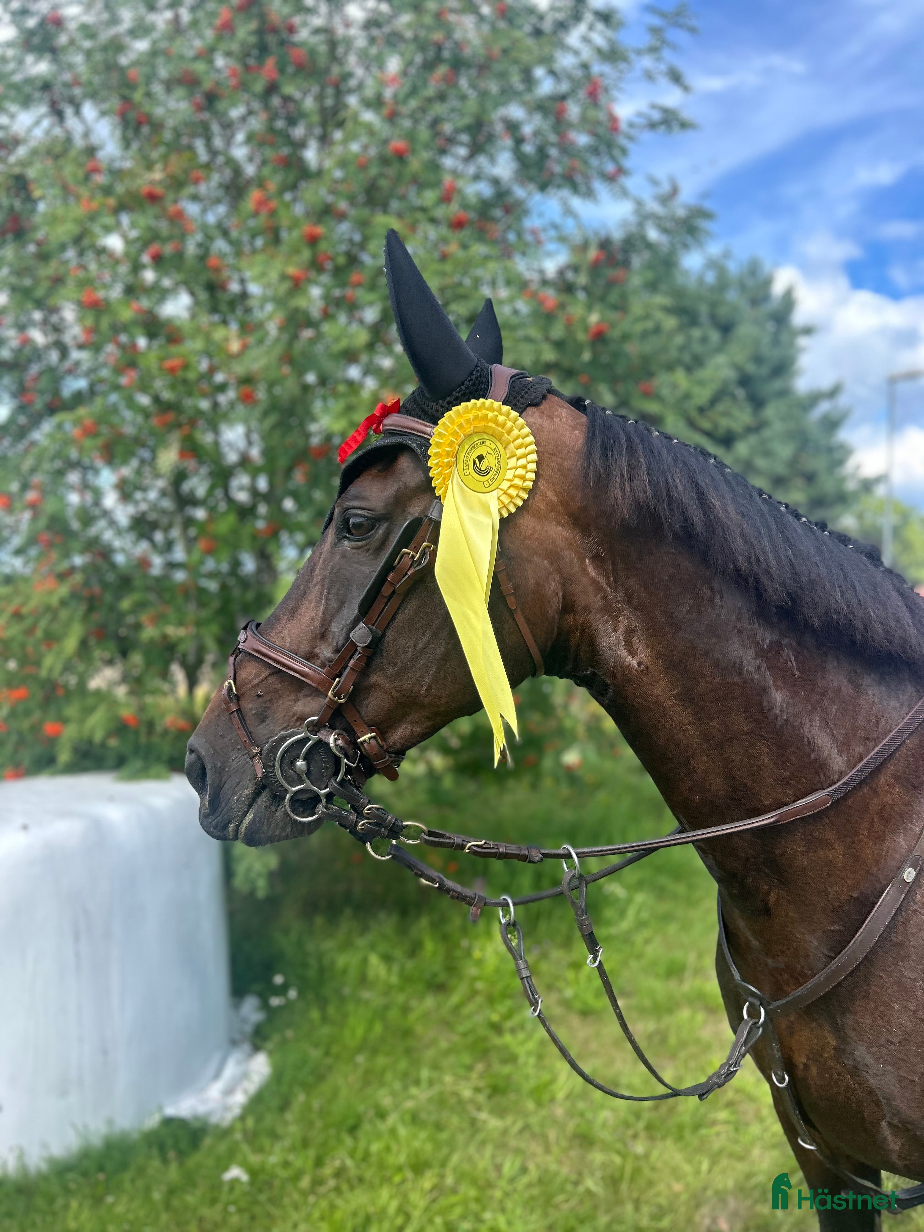  hästar Fin tävlingshäst  i Gamleby - Annons 4