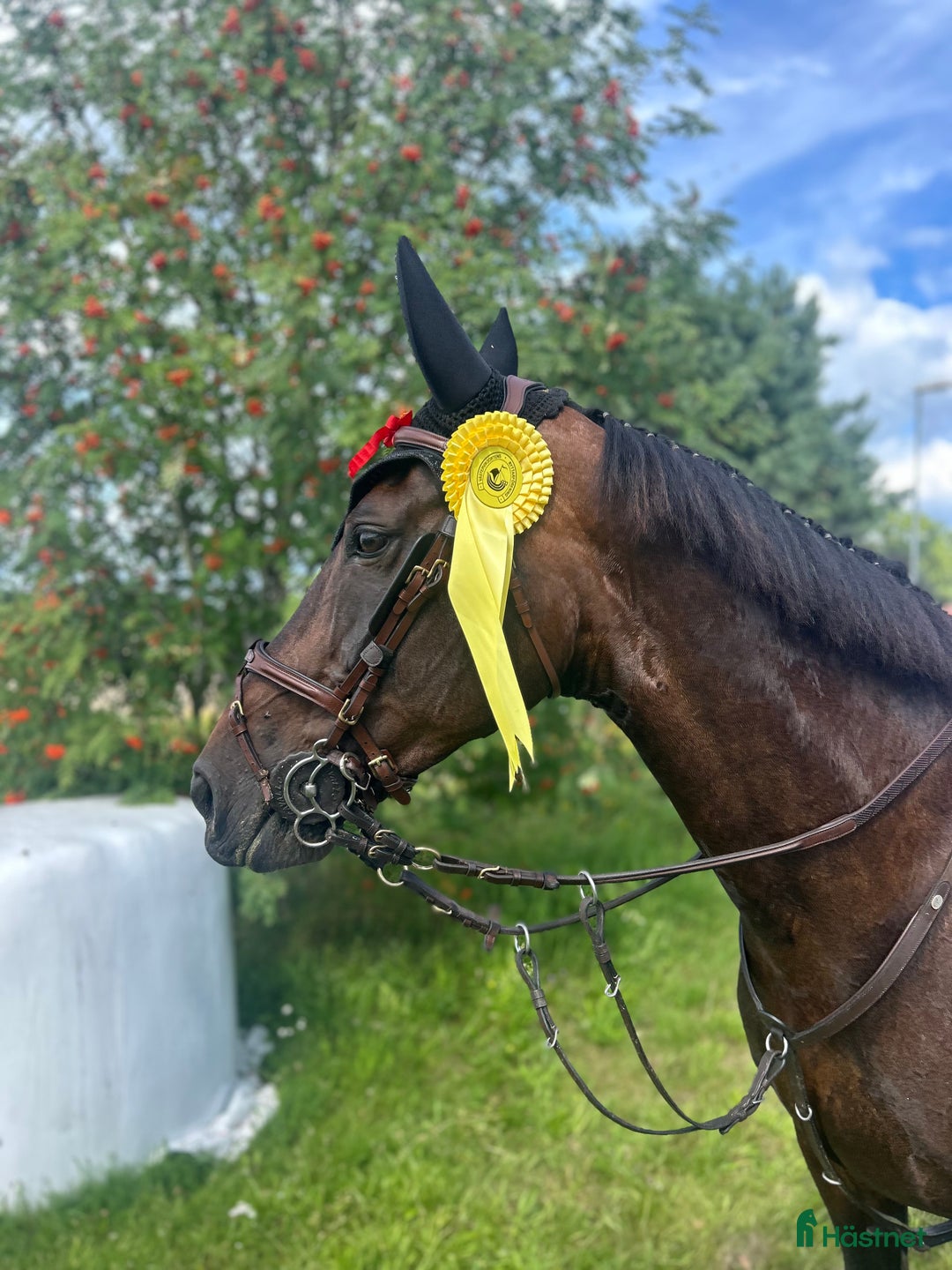 Hoppning hästar till salu: Fin tävlingshäst  i Gamleby - Annons 1