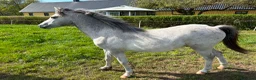 Allround hästar till salu: Welsh/ knabstrup valack  - Annons 4