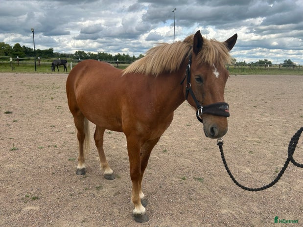 medryttarhäst finnes i Häljarp - Annons 15
