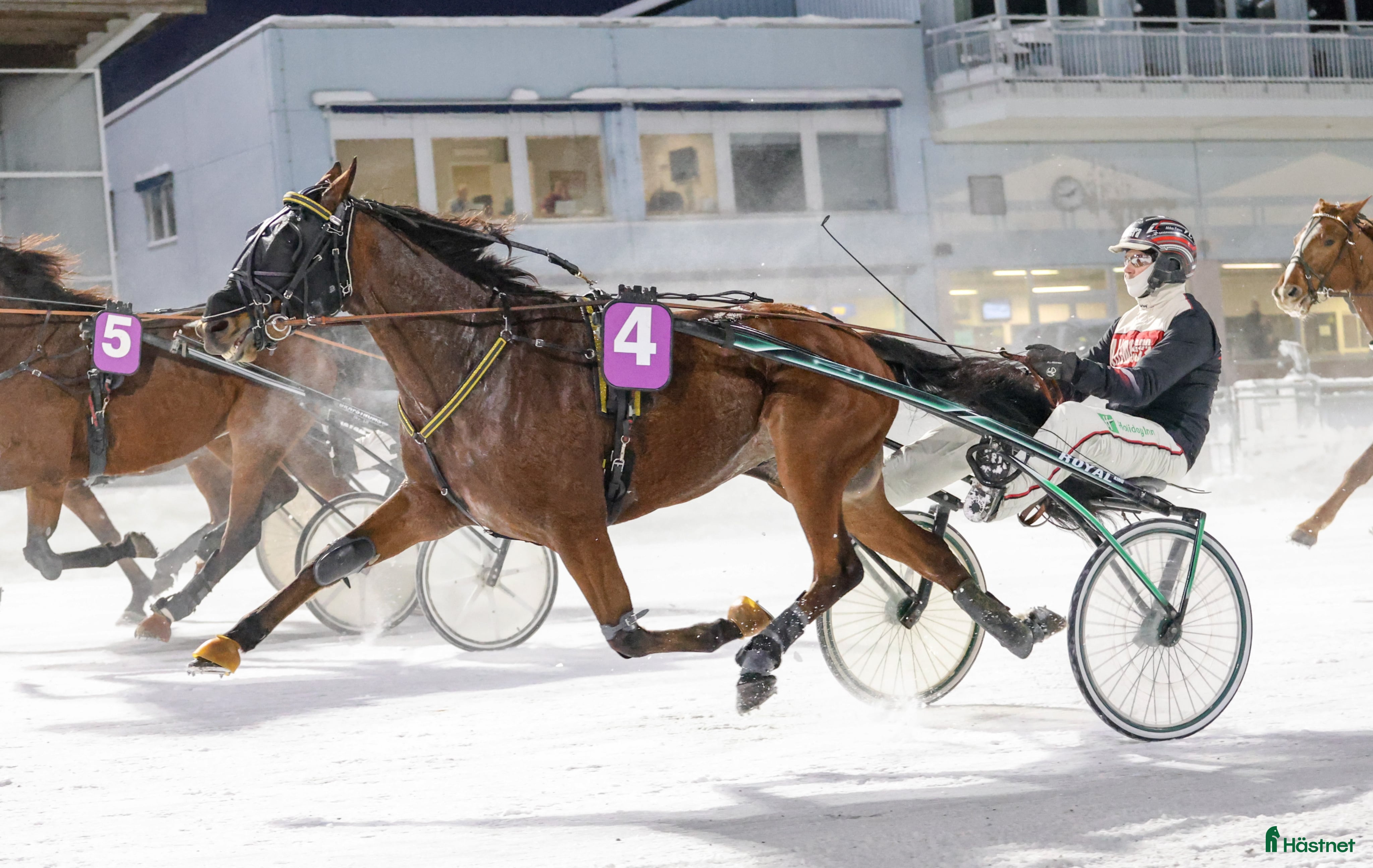  hästar Starthäst i Piteå - Annons 3