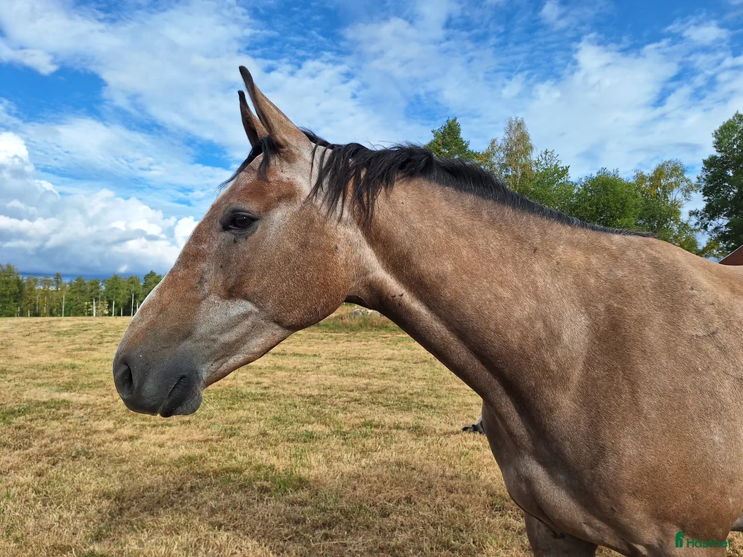 Hoppning hästar till salu: Fin 3åring! i Ingatorp - Annons 1