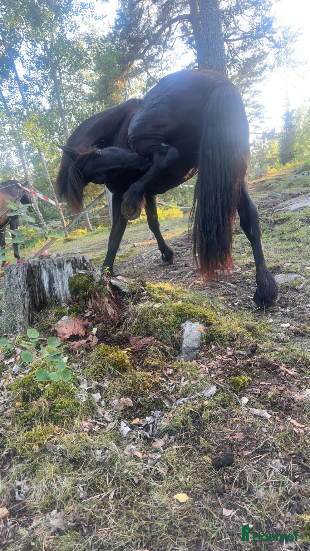  stallplats finnes: Stallplats ledig Värmdö  i Värmdö - Annons 3