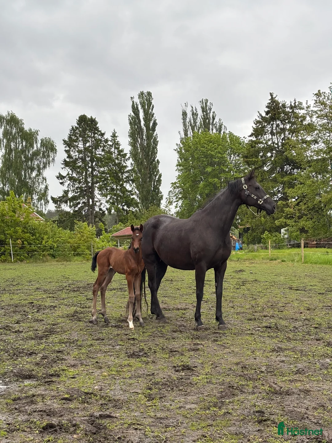 Dressyr hästar till salu: Ädel hingst e: Devin Franco GJ 🌟 i Torsö - Annons 3