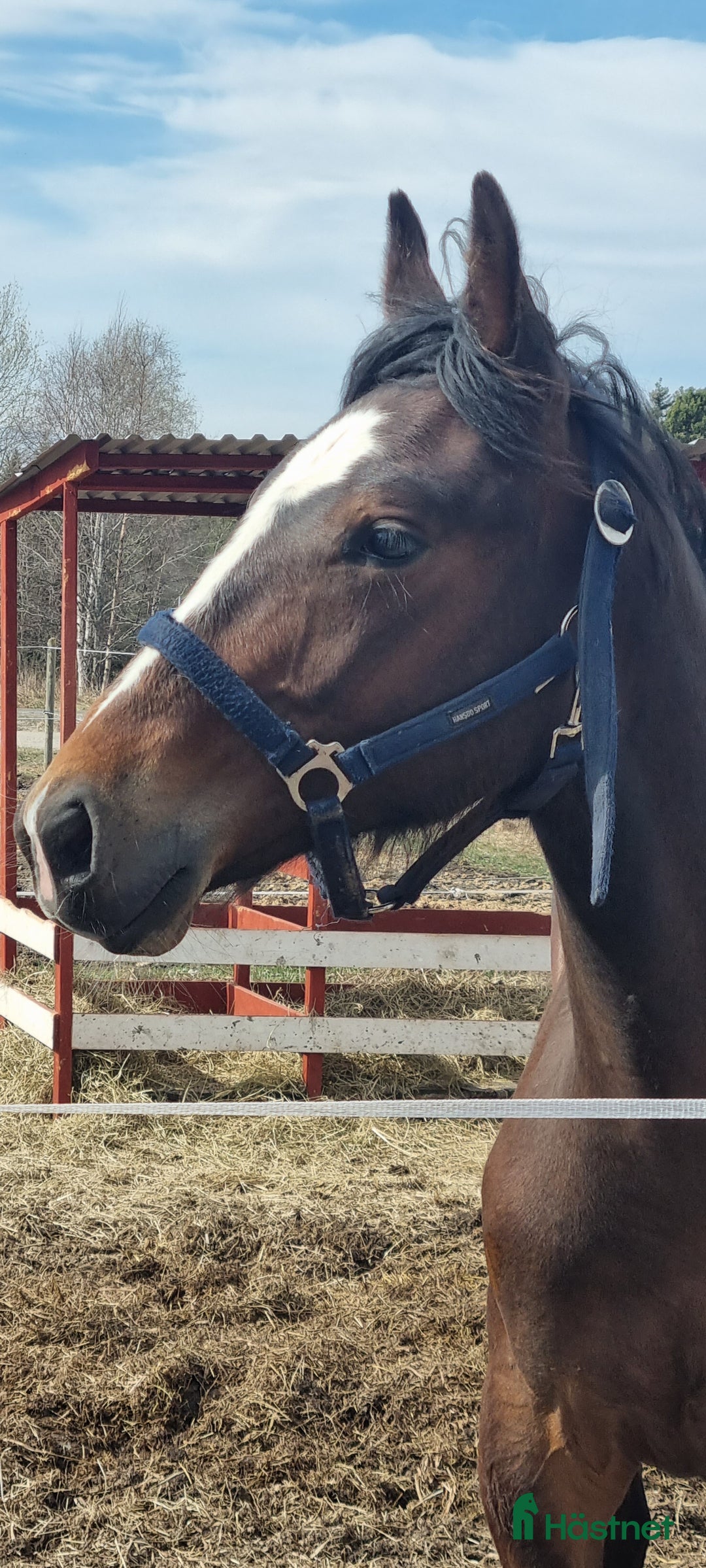 Trav hästar till salu: 3-årig travare med intressant stam, hingst, säljes i Söråker - Annons 2